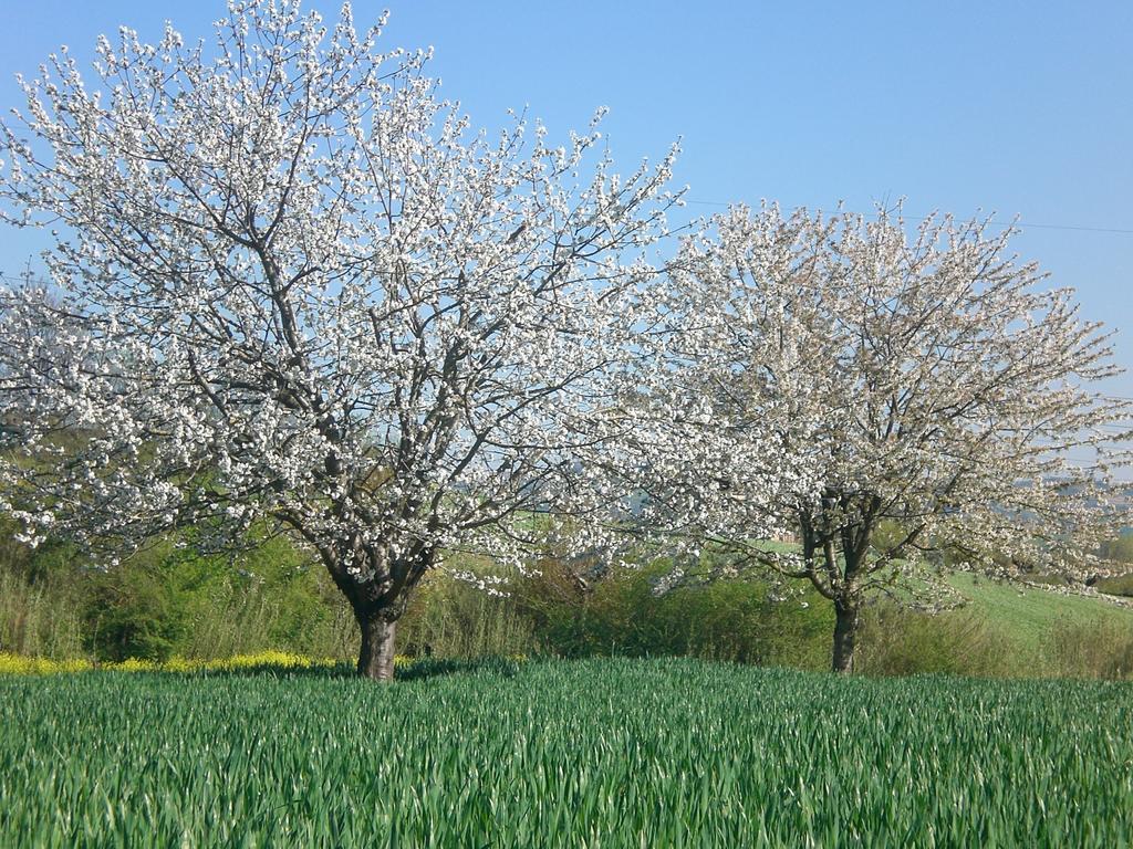 I Ciliegi Bed & Breakfast Osimo Exterior photo